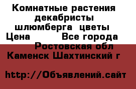 Комнатные растения, декабристы (шлюмберга) цветы › Цена ­ 300 - Все города  »    . Ростовская обл.,Каменск-Шахтинский г.